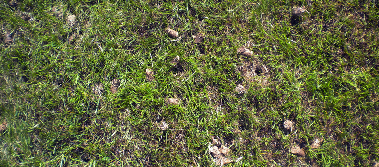 De-thatch your lawn before fertilizing